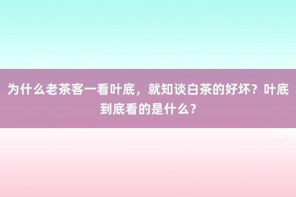 为什么老茶客一看叶底，就知谈白茶的好坏？叶底到底看的是什么？