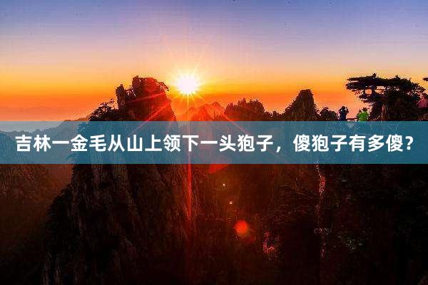 吉林一金毛从山上领下一头狍子，傻狍子有多傻？